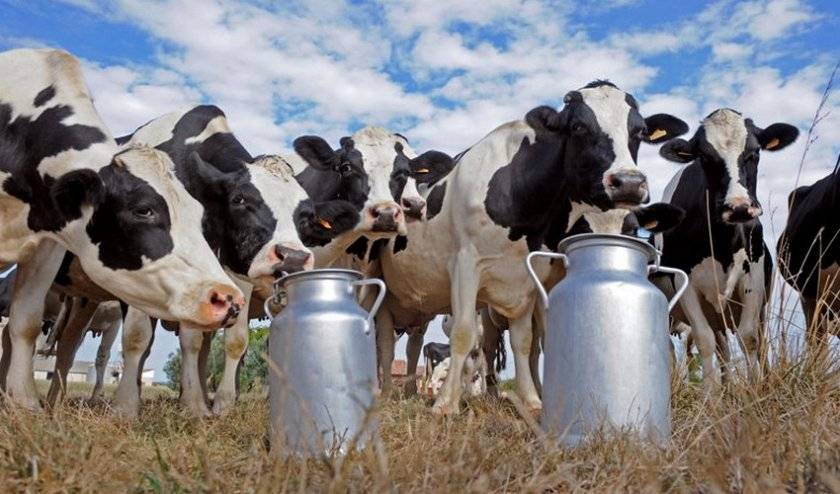Сколько корова дает молока?