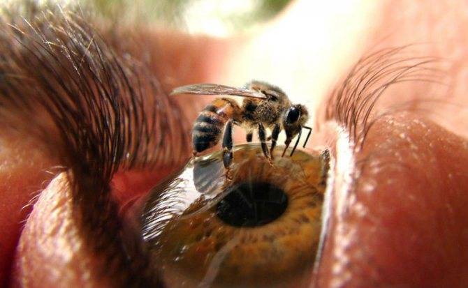 Как снять отек от укуса пчелы, что делать, если пчела укусила в глаз и он опух