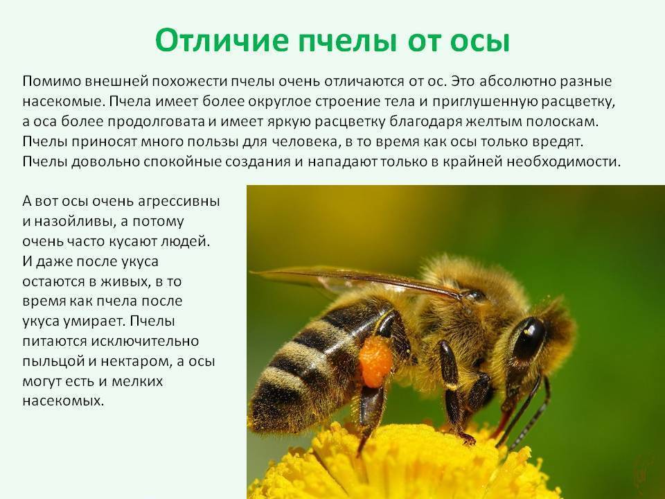 Чем отличаются пчелы, осы, шмели и шершни: по внешнему виду, признакам