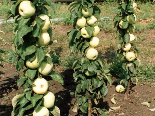 Правильный уход за колоновидными яблонями