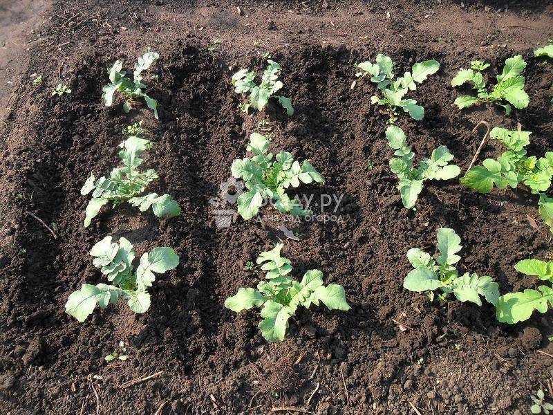 Посев овощей в открытый грунт в марте: схема, сроки, уход за посевами