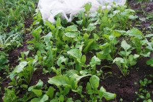 Выращивание рукколы: от выбора сорта до защиты от болезней и вредителей