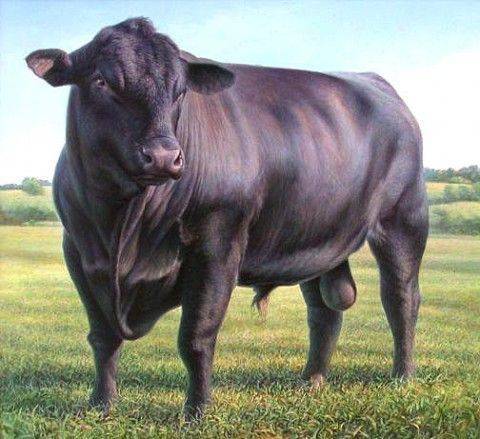 Порода коров абердин ангус: содержание и описание крс