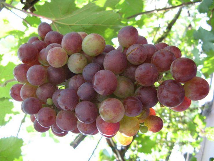 Кишмиш «белое пламя» – сорт винограда американской селекции