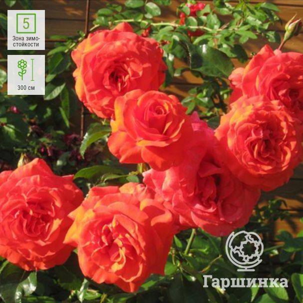 Описание плетистого сорта розы салита: преимущества цветка, как выращивать