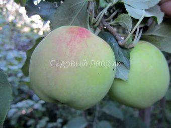 Описание сорта яблони целеста и утойчивость к заболеваниям, зимостойкость