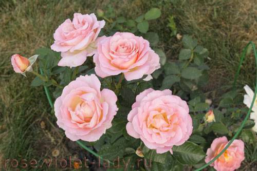 Гибридный сорт чайной розы черный принц: как выращивать плетистый цветок, уход