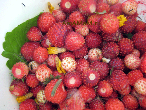 Когда собирают землянику в поле. сбор ягод: ягодный календарь лесных ягод и садовых