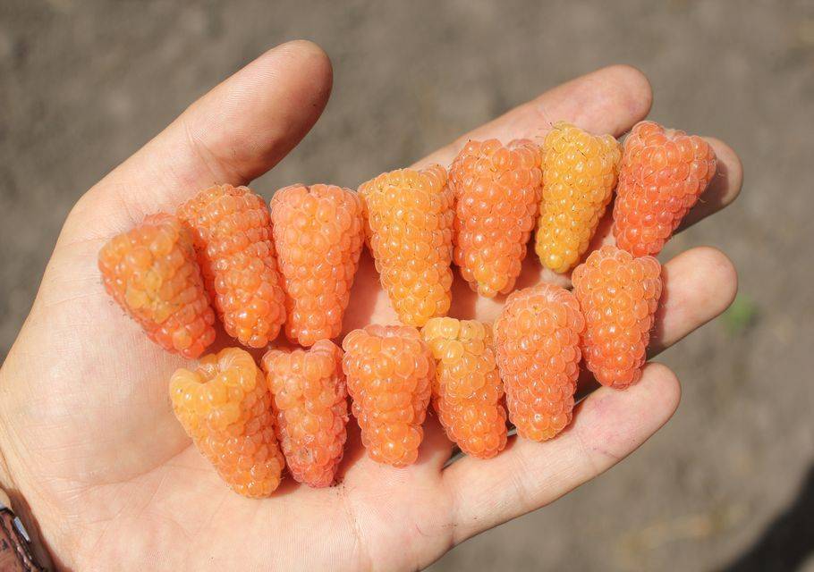 Малина оранжевое чудо — обильный урожай вкусной ягоды