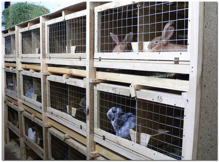 Выращивание и разведение кроликов как бизнес – выгодно или нет разводить на мясо и мех