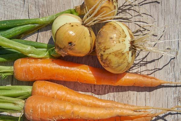 Можно ли размещать морковь и лук на одной грядке? сроки и схема посадки растений