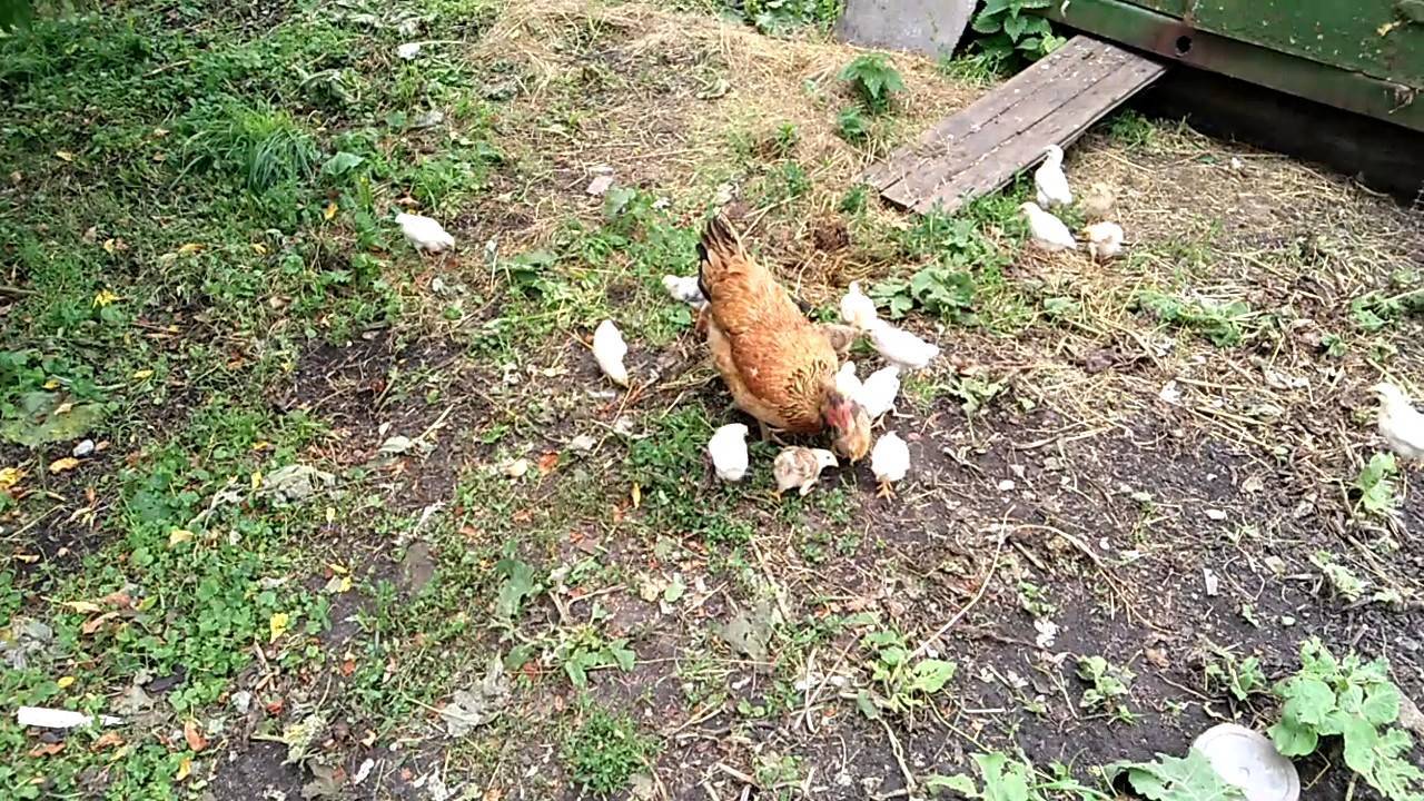 Организовываем выращивание цыплят с наседкой в домашних условиях