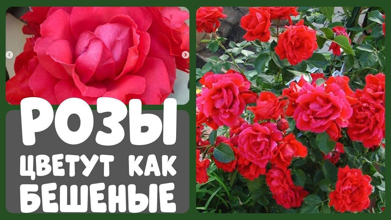Какие удобрения вносить весной: чем подкормить сад, огород, газон и цветник