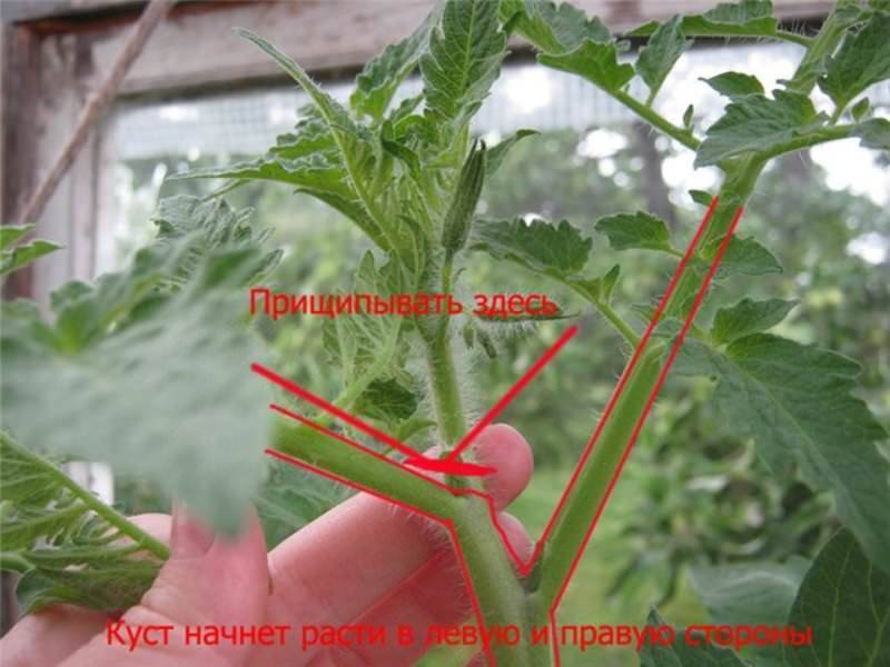 Как прищипывать помидоры: что это такое и зачем нужно. методики и технологии пасынкования томатов (125 фото)