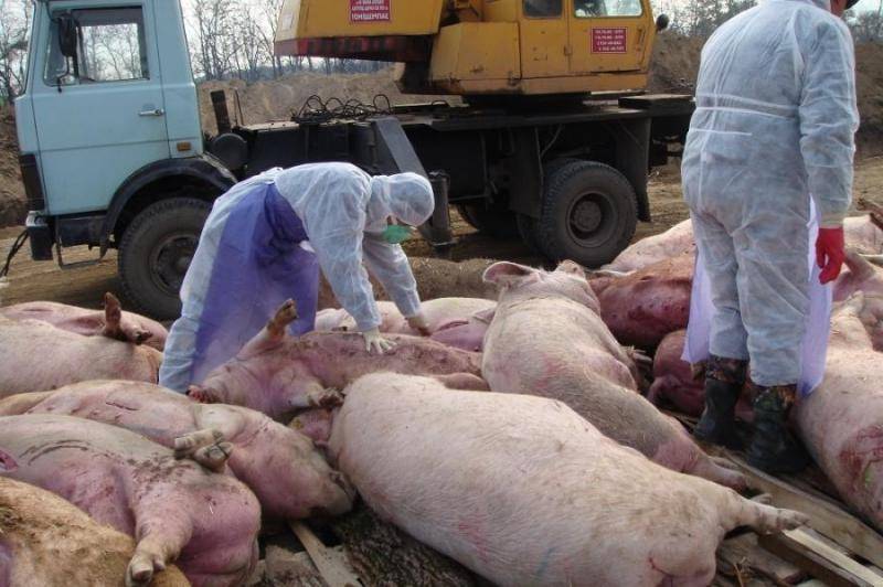 Африканская чума свиней: симптомы, режим карантина, профилактика и борьба с заболеванием (120 фото и видео)