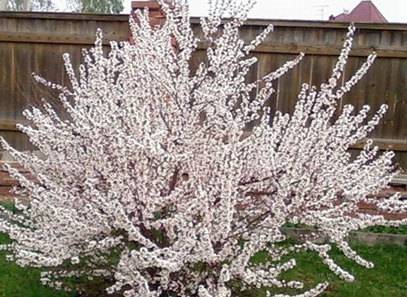 Дерево войлочная вишня (cerasus): сорта с фото, выращивание и уход