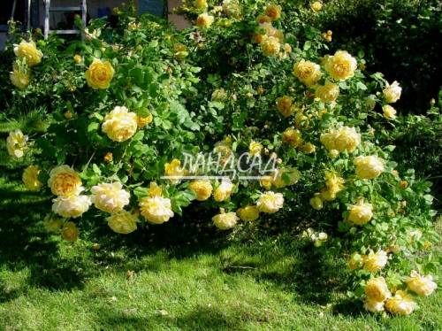 Роза голден селебрейшен (golden celebration) — описание сорта