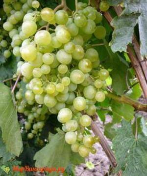 Виноград «краса севера» (21 фото): описание сорта и отзывы