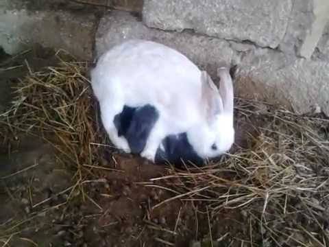 Как выкормить новорожденных крольчат без крольчихи
