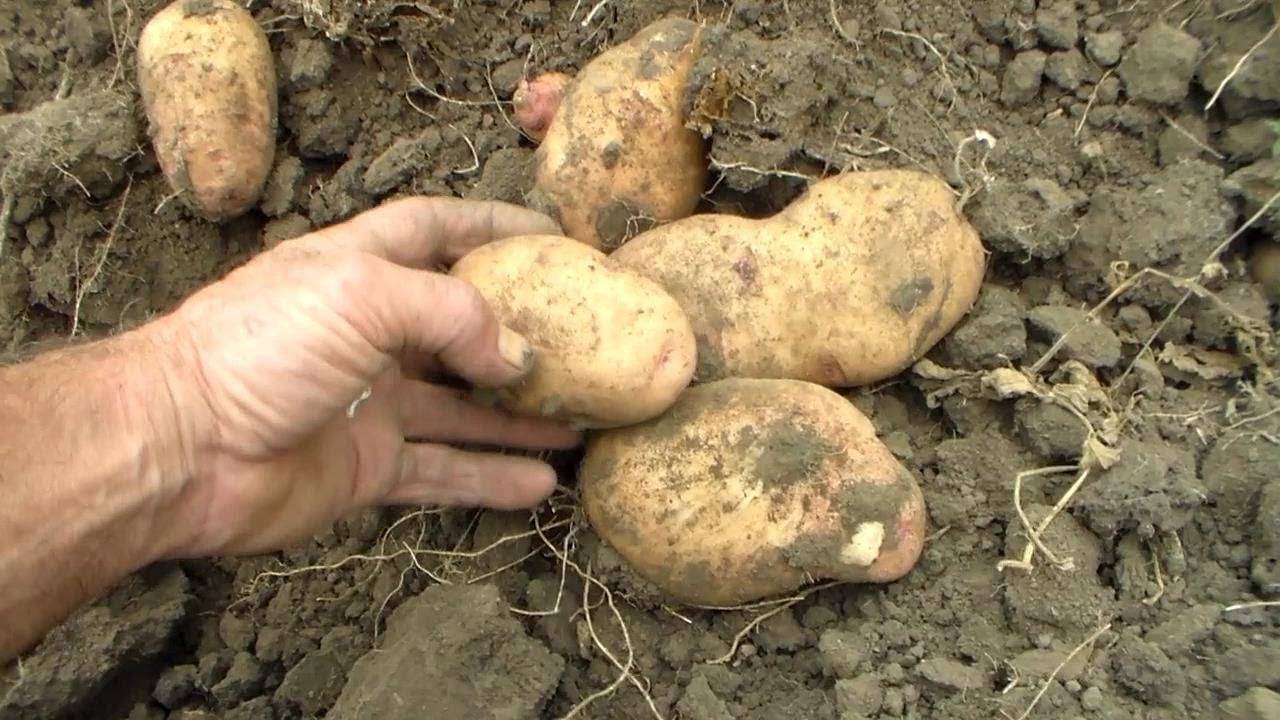 Сорт картофеля сатина: описание и характеристика, агротехника выращивания, уход