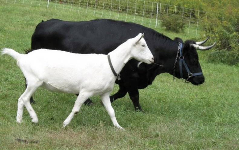 Разведение мини-коров для мини-фермы или продажи