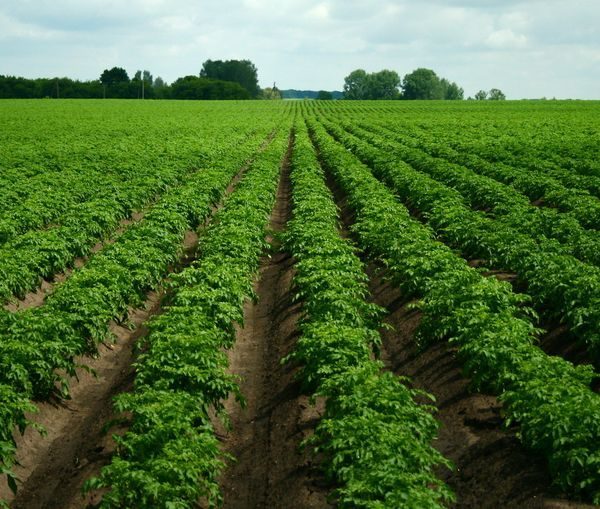 Как получить богатый урожай картофеля: секреты и тонкости агротехники выращивания