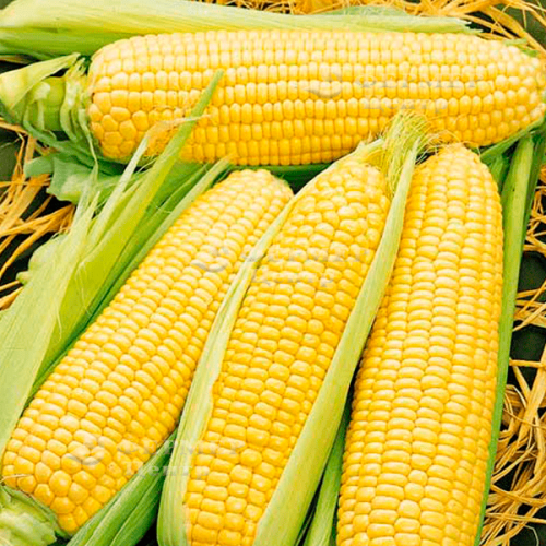 Технология выращивания и возделывания кукурузы в открытом грунте
