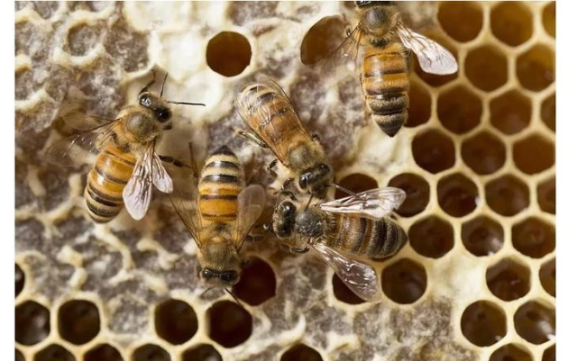 Как пчелы делают мед: зачем и сколько собирают?