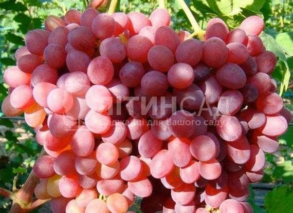 Виноград кишмиш 342: характеристика и описание, посадка и уход