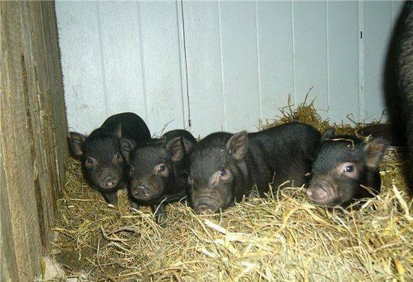 Как узнать вес свиньи