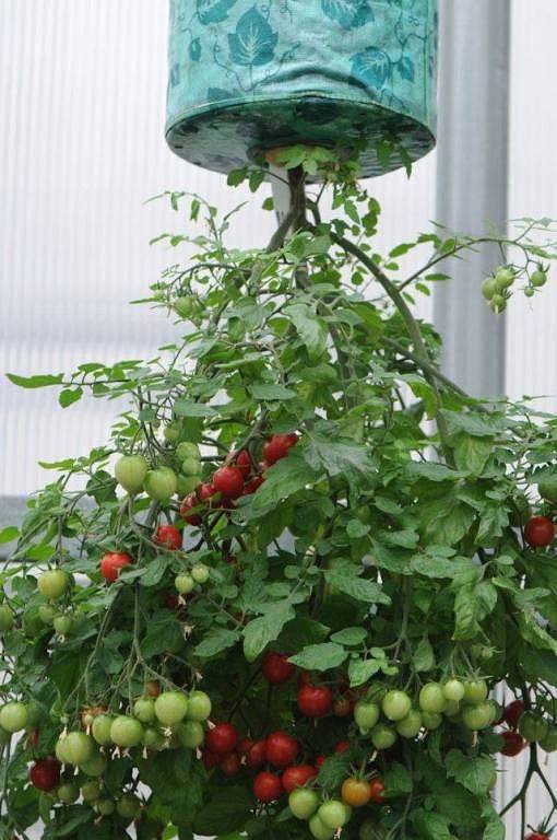 Все о выращивании томатов вверх ногами: посадка и выращивание вверх корнями