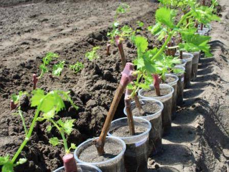 Правила посадки винограда – пошаговая инструкция и советы + видео