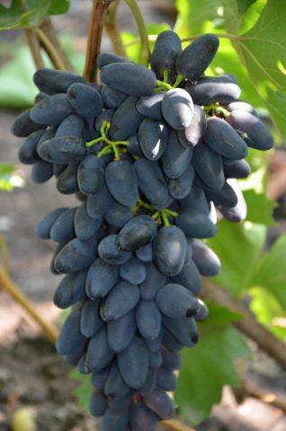 Виноград аркадия — особенности сорта, посадка  и уход