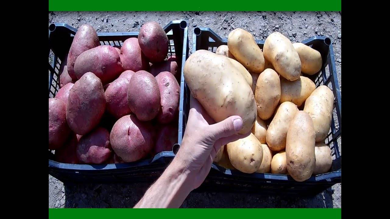 Описание картофеля алена