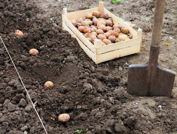 Благоприятные дни для посадки картофеля в 2020 году по луне