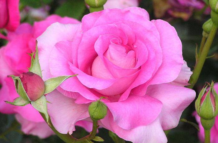 Розы: уход и выращивание в саду, подробная инструкция