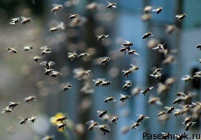 Подкормка пчел весной: дело хлопотное бочка мёда