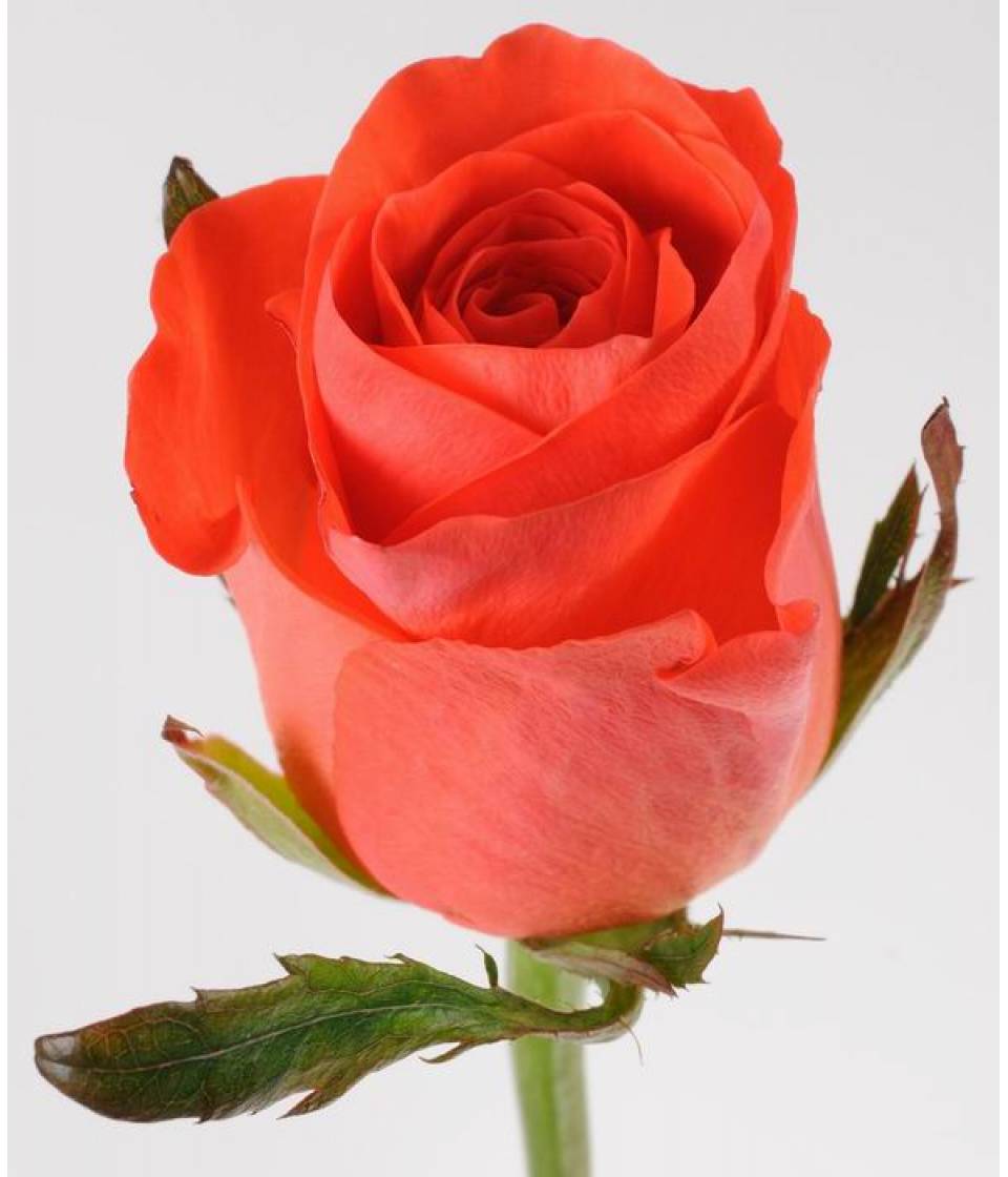 Чайно-гибридные розы: посадка и уход, популярные сорта