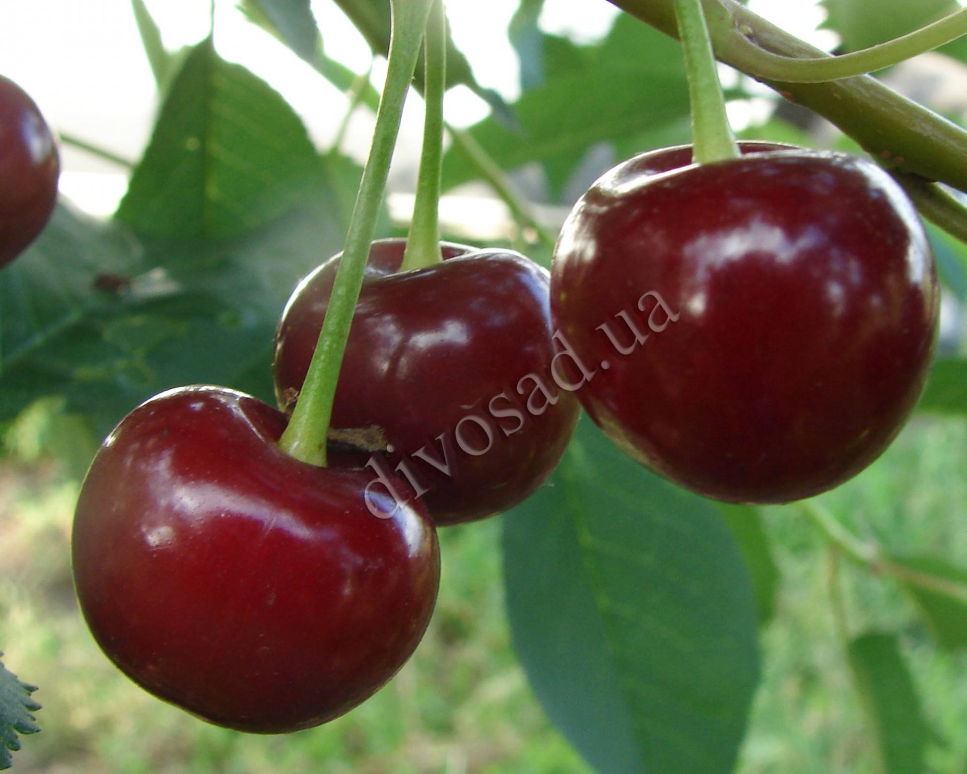 Опыление вишни – важный нюанс для хорошего урожая
