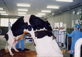 Осеменение коров: виды, рекомендации, описание технологии и пошаговая инструкция искусственного осеменения в домашних условиях (130 фото)
