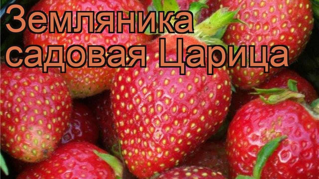 Сорт клубники царица фото и описание