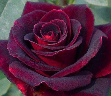 Эффектная черная роза – как получить необходимый оттенок?
