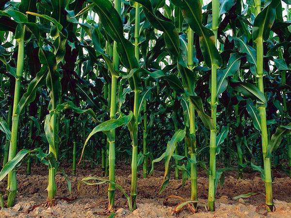 Гербициды для кукурузы - какие лучше применять, отзывы