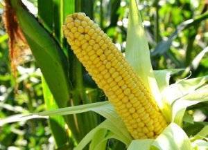 Посадка кукурузы в открытый грунт: как получить хороший урожай при минимальном уходе (25 фото & видео) +отзывы