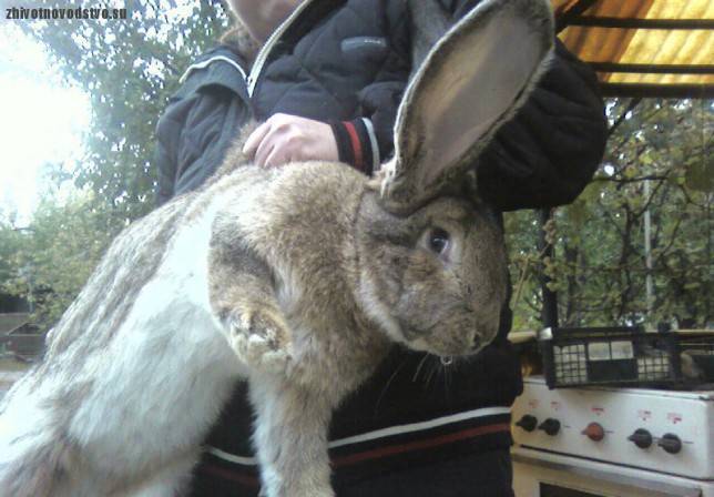 Породы кроликов - самые лучшие виды для домашнего выращивания