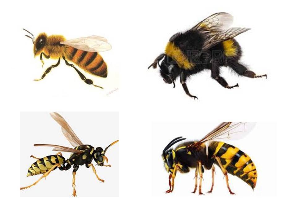 Разница между осой, пчелой, шершнем и шмелём
