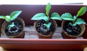 Сад на подоконнике: выращиваем яблоню из семечка в домашних условиях