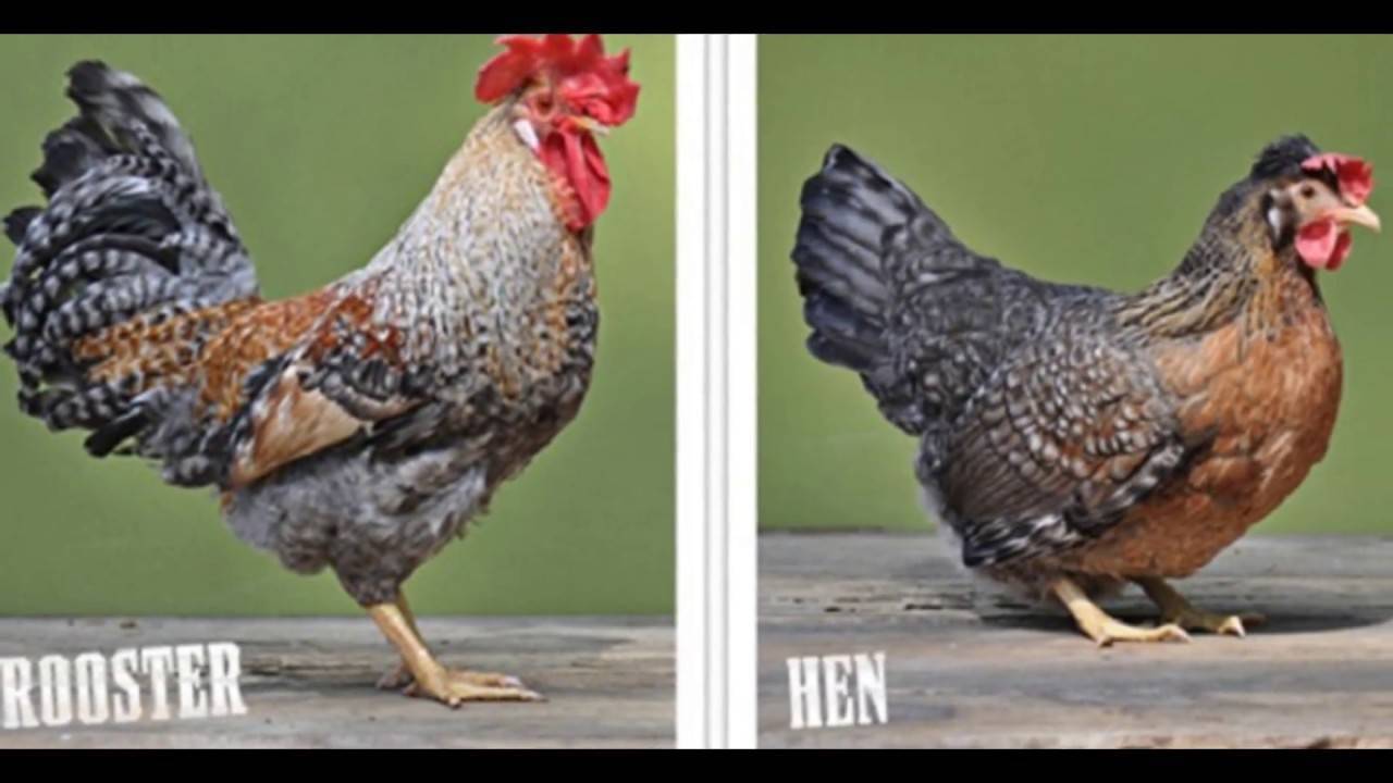 Порода кур легбар (30 фото): описание породы кремовых и хохлатых легбаров. особенности содержания птиц. как различить цыплят по полу? отзывы владельцев