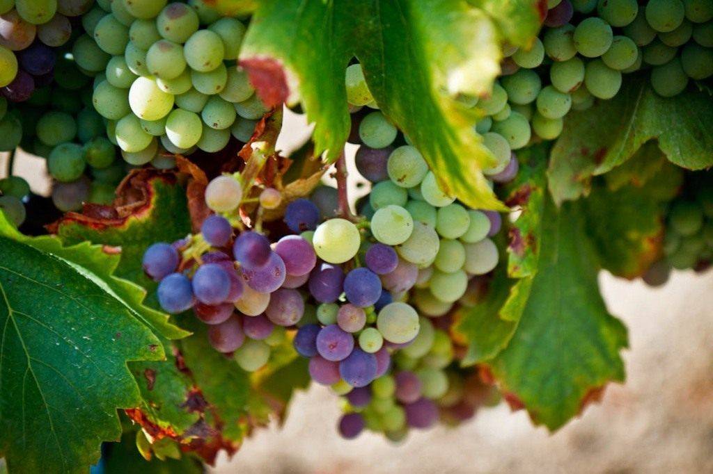 Уход за виноградом весной: подробные инструкции по агротехнике