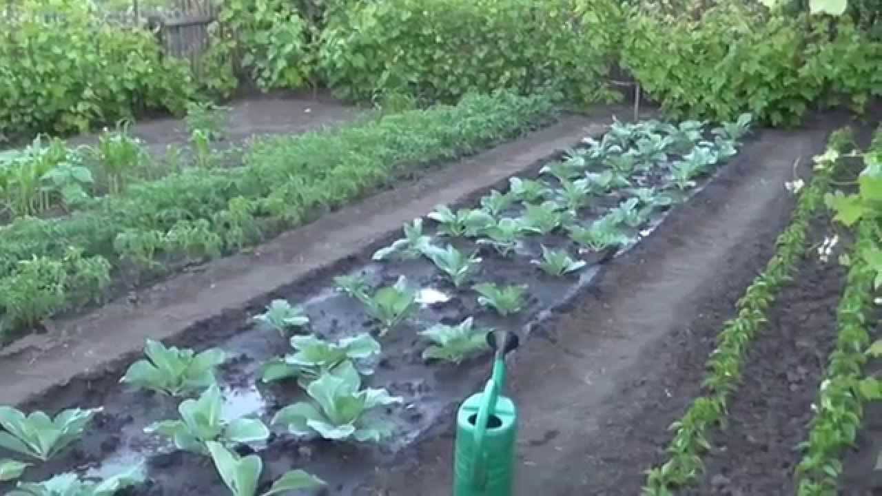 Как получить хороший урожай капусты даже в холодное дождливое лето